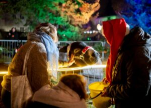Tiere des Streichelzoos festlich geschmückt.