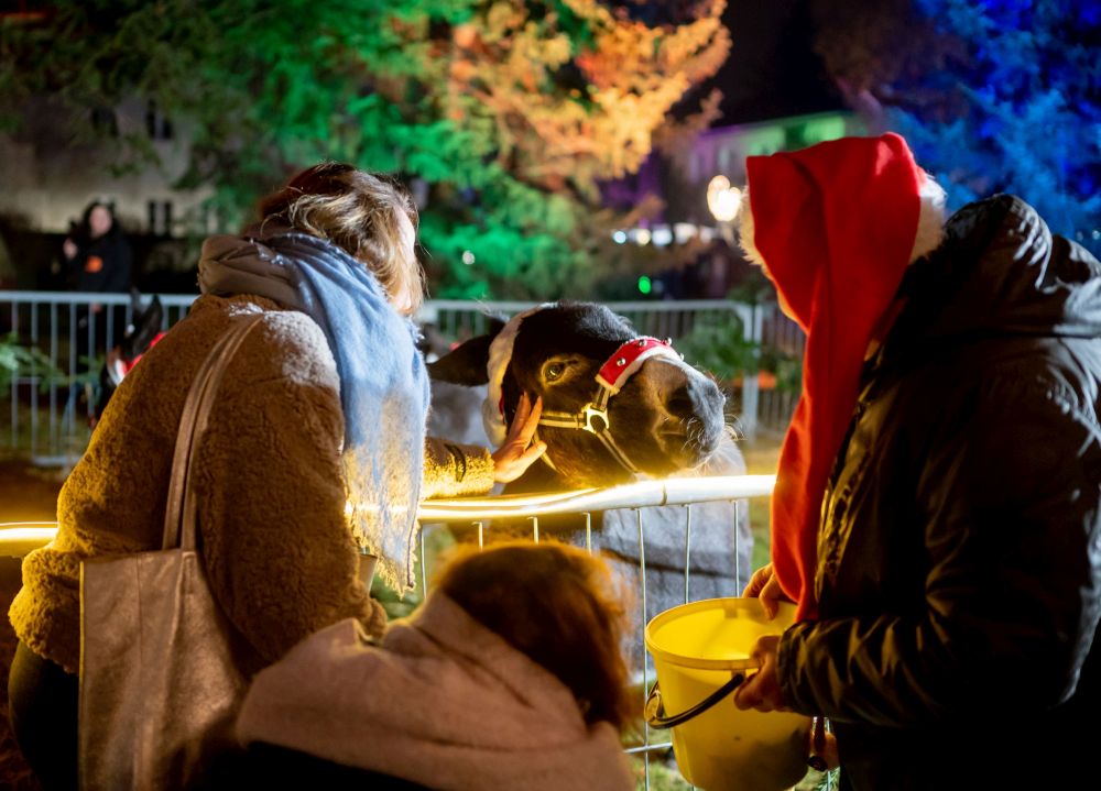 Tiere des Streichelzoos festlich geschmückt.