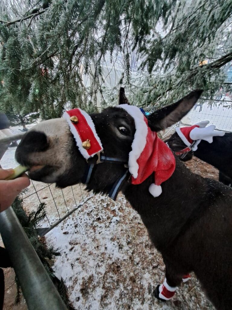 Esel auf dem Adventsbasar